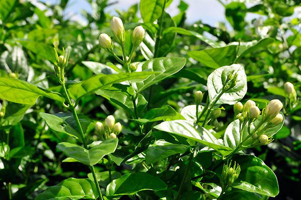 茉莉花茶哪个品牌好（茉莉花茶品牌排行榜前十名）